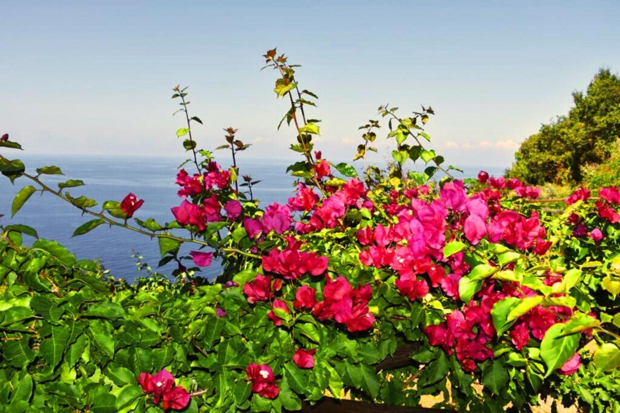 Bellezza In Cilento Panoramic Apts Castellabate Exterior foto